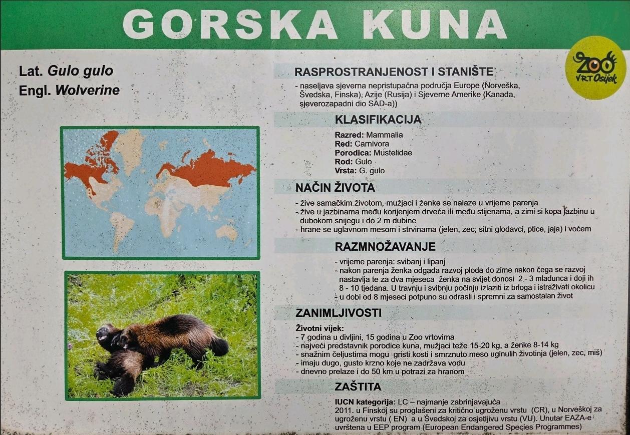 Gorska kuna (Gulo gulo)